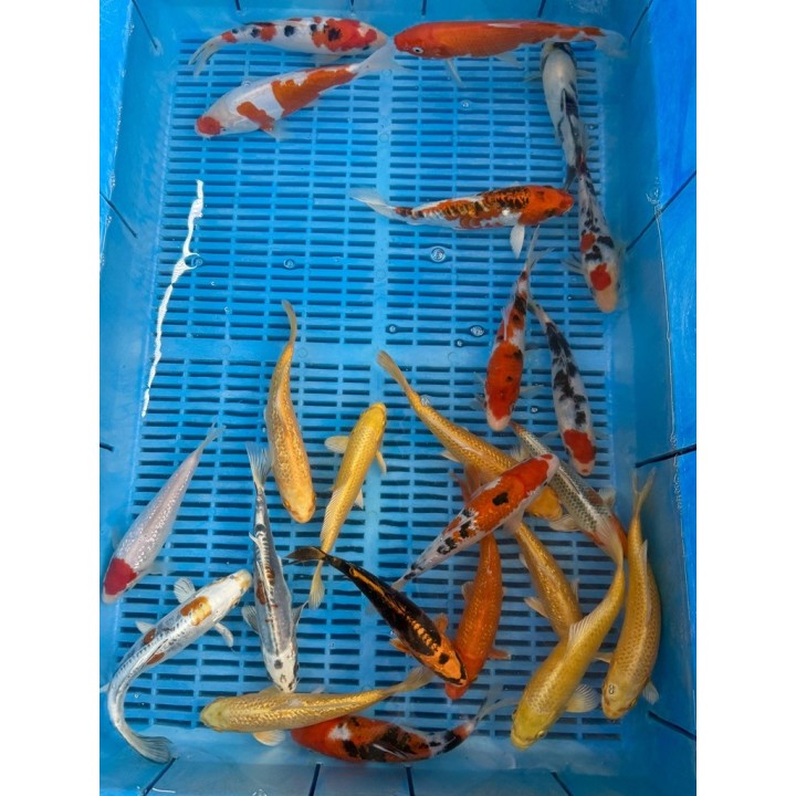 Koi HP mix 16-20cm