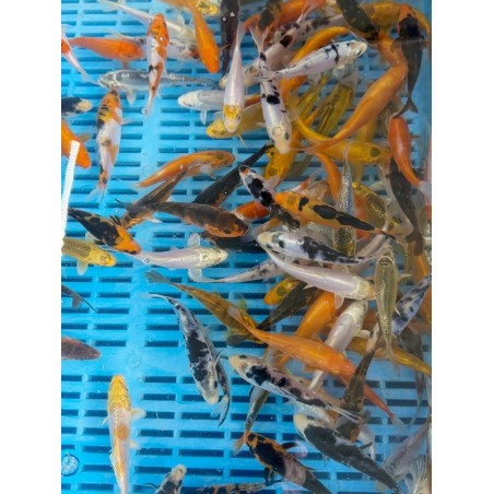Koi A mix 8-10cm | fekete-koi.com