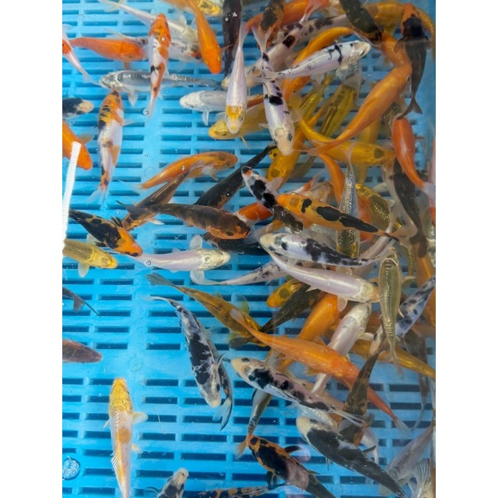 Koi A mix 8-10cm | fekete-koi.com