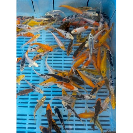 Koi A mix 8-10cm | fekete-koi.com