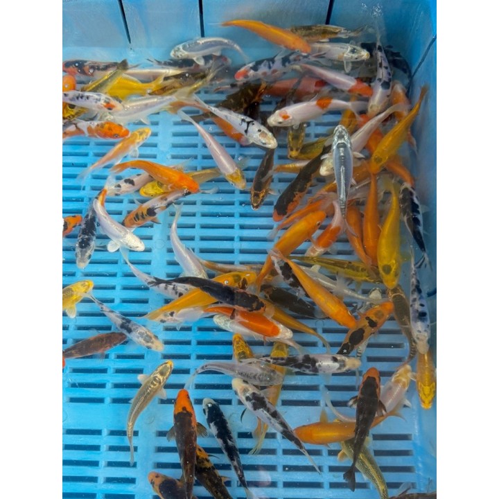Koi A mix 8-10cm | fekete-koi.com