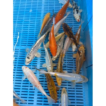 Koi Standard 16-20cm, koi pontyok nagy választéka.