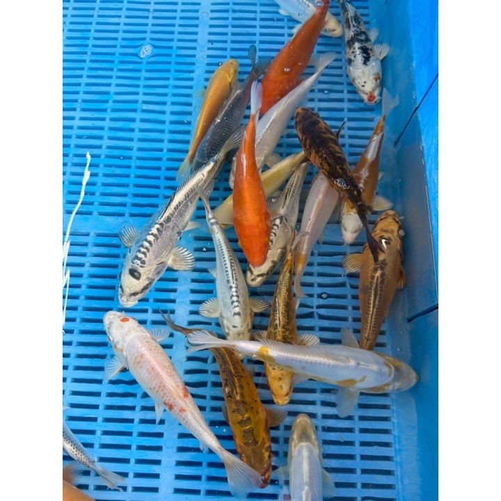 Koi Standard 16-20cm, koi pontyok nagy választéka.