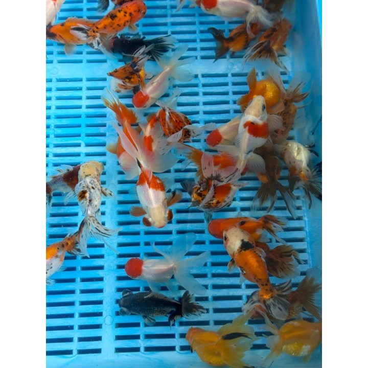 Oranda mix 10-12 cm