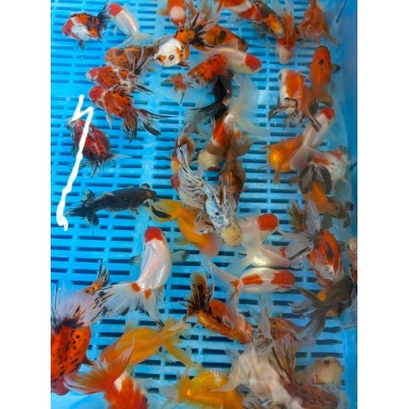 Oranda mix 10-12 cm