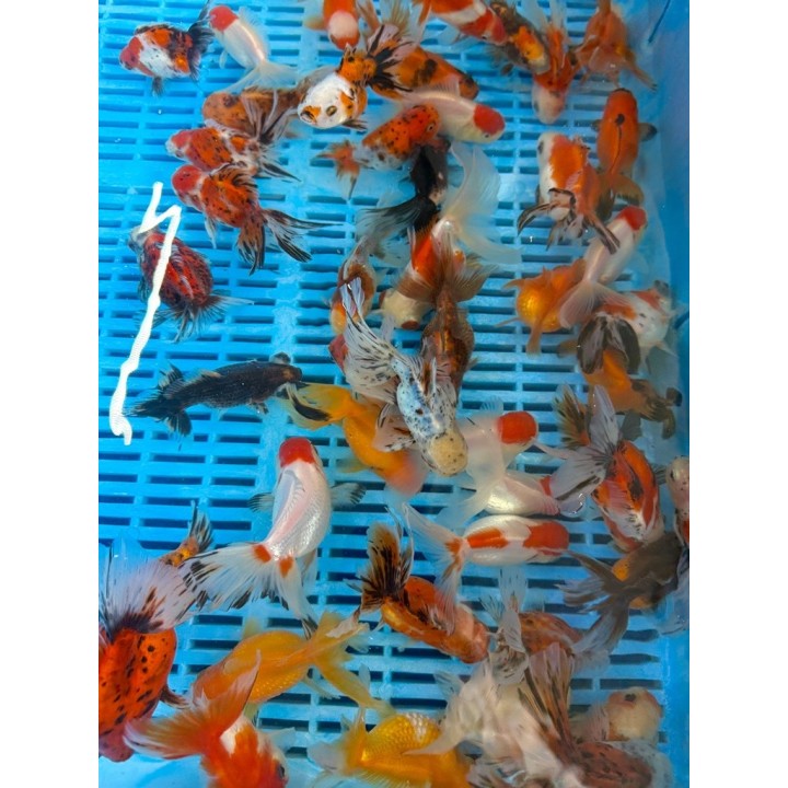 Oranda mix 10-12 cm