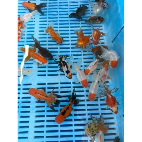 Oranda osztott farkú aranyhal holland mix 5-8cm
