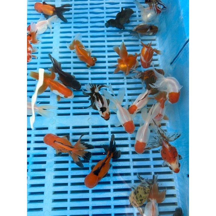 Oranda osztott farkú aranyhal holland mix 5-8cm