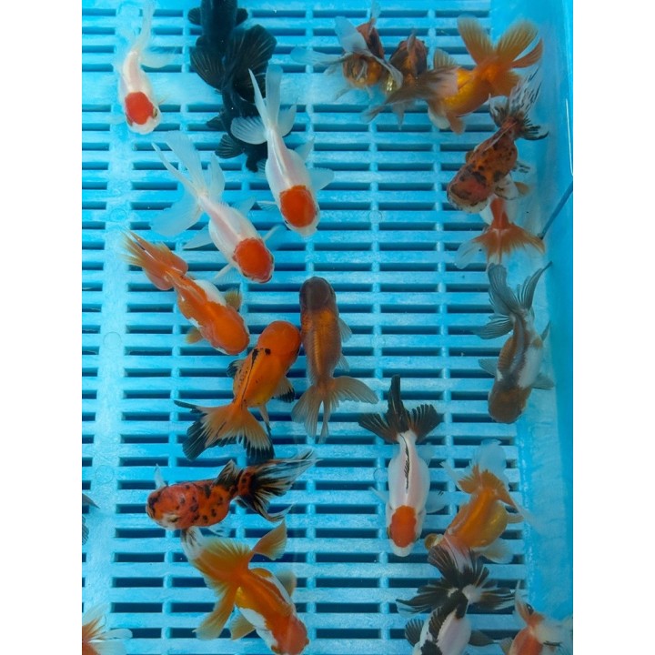 Oranda osztott farkú aranyhal holland mix 5-8cm
