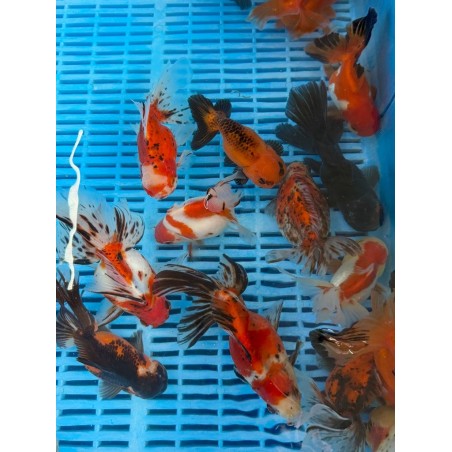 Calico osztott farkú aranyhal 14-16 cm | fekete-koi.com