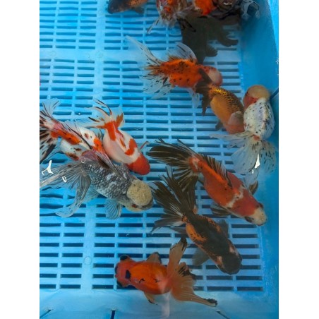 Calico osztott farkú aranyhal 14-16 cm | fekete-koi.com