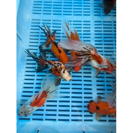 Calico osztott farkú aranyhal 14-16 cm | fekete-koi.com