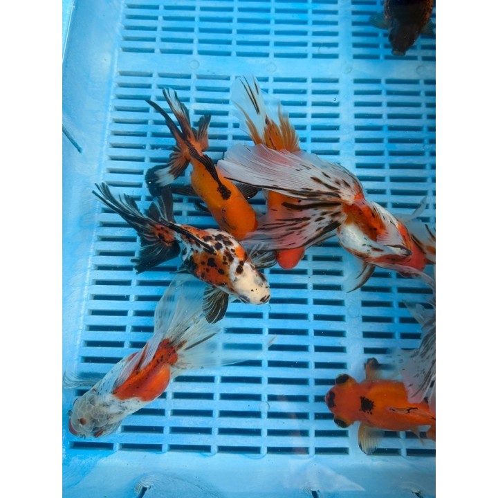 Calico osztott farkú aranyhal 14-16 cm | fekete-koi.com