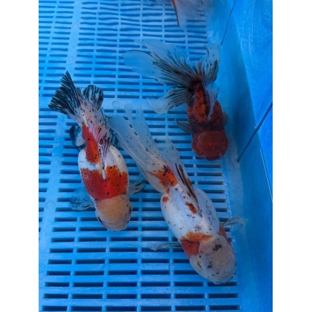 Prémium Oranda mix 20-25 cm