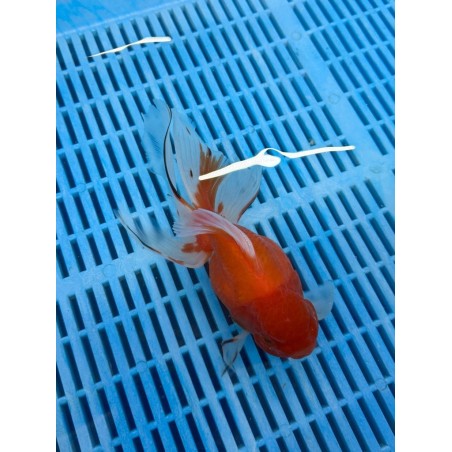 Prémium Oranda mix 20-25 cm