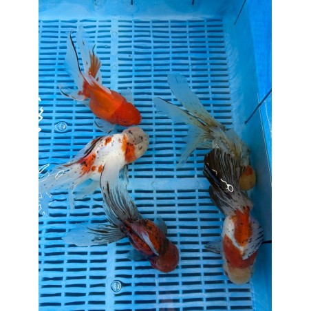 Prémium Oranda mix 20-25 cm