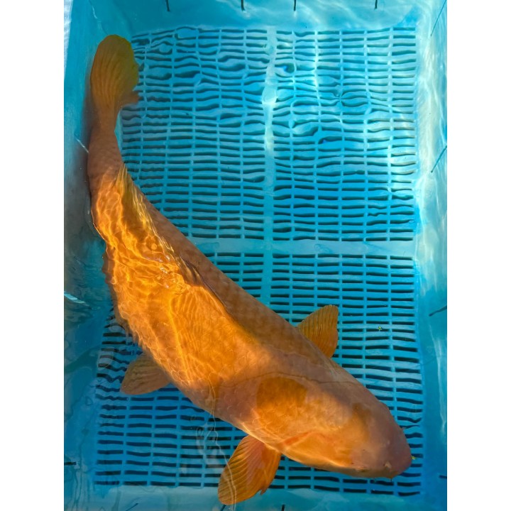 Koi Handpick 65-70cm koipontyok kedvező árakon.