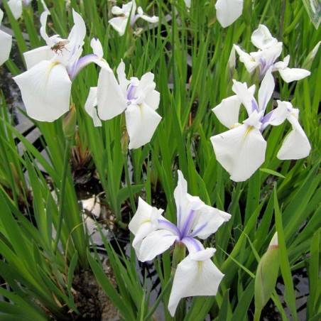Iris laevigata 'Snowdrift' - Hópehely írisz