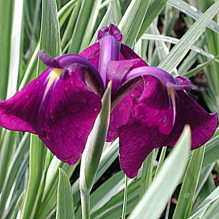 Iris ensata Variegata  - Csíkos levelű Japán írisz