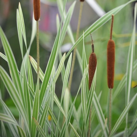 Typha latifolia 'Variegata' - Csíkos gyékény