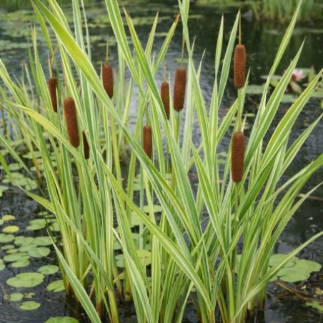 Typha latifolia 'Variegata' - Csíkos gyékény
