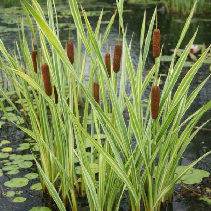 Typha latifolia 'Variegata' - Csíkos gyékény