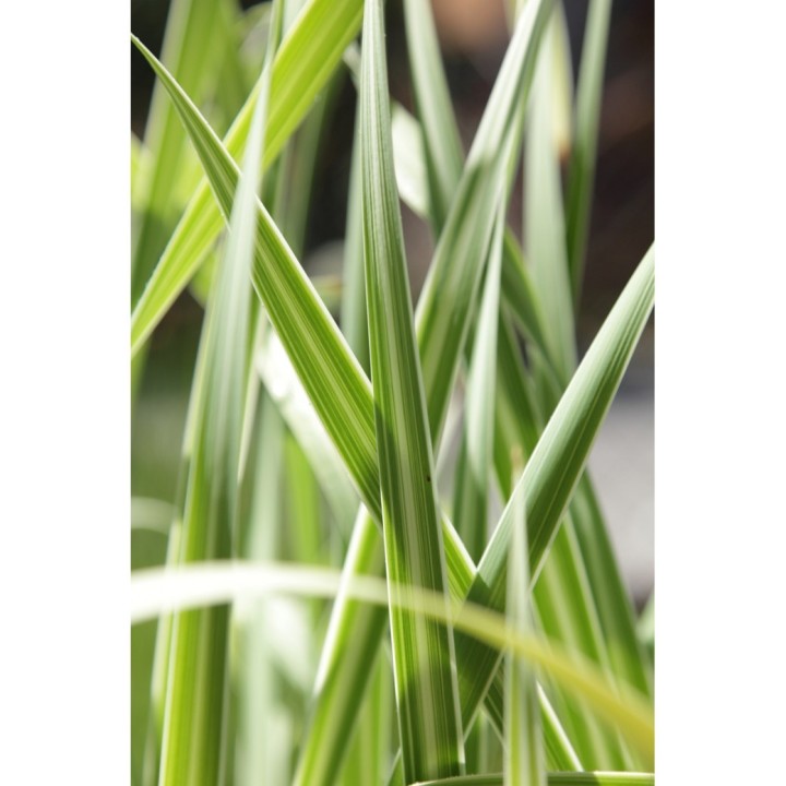 Typha latifolia 'Variegata' - Csíkos gyékény