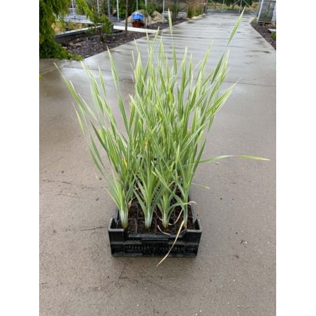 Typha latifolia 'Variegata' - Csíkos gyékény