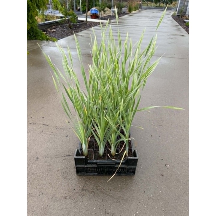 Typha latifolia 'Variegata' - Csíkos gyékény