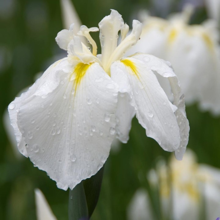 Iris ensata DIAMANT (fehér)