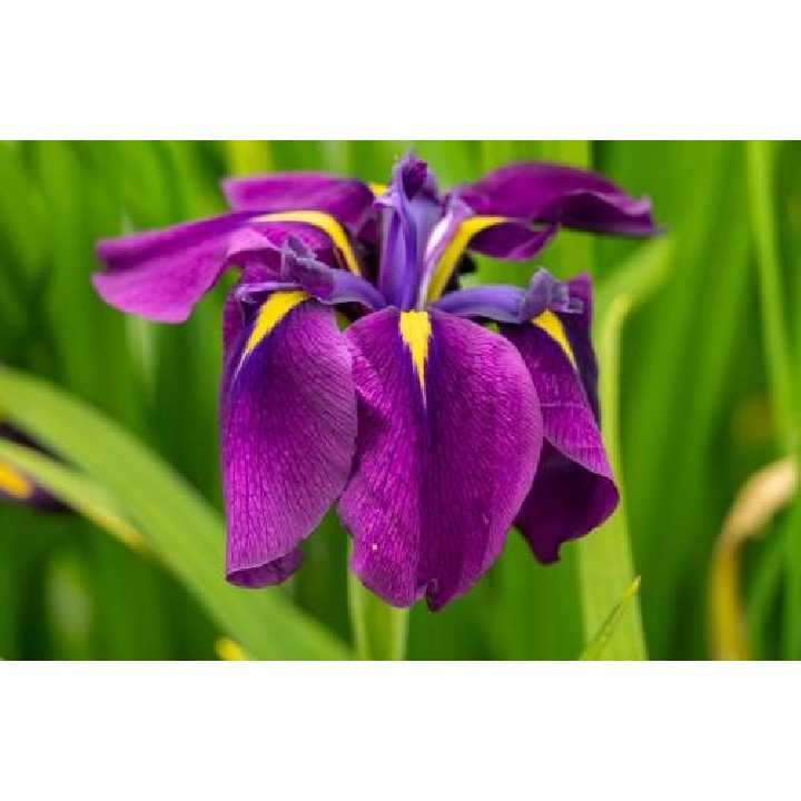 Iris ensata (lila)