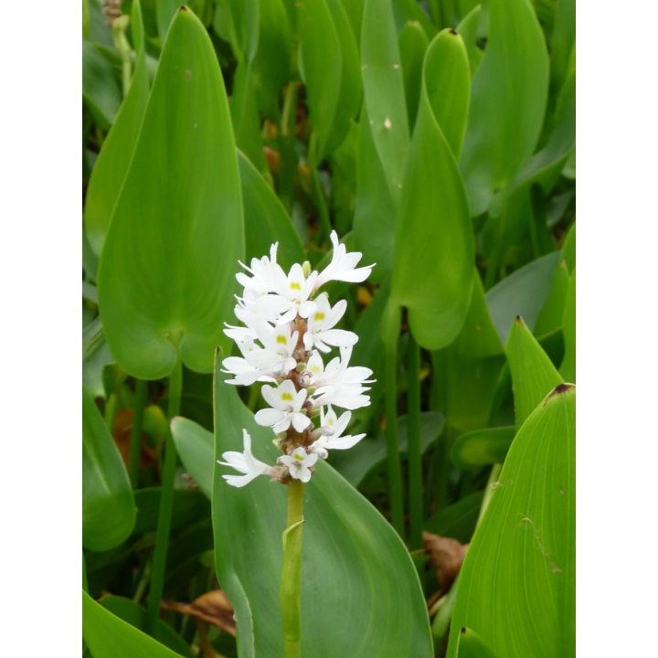 Pontederia cordata alba - Tömött sellővirág