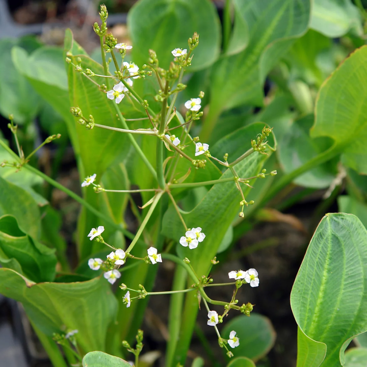 Alisma parviflora - Kereklevelű hídőr