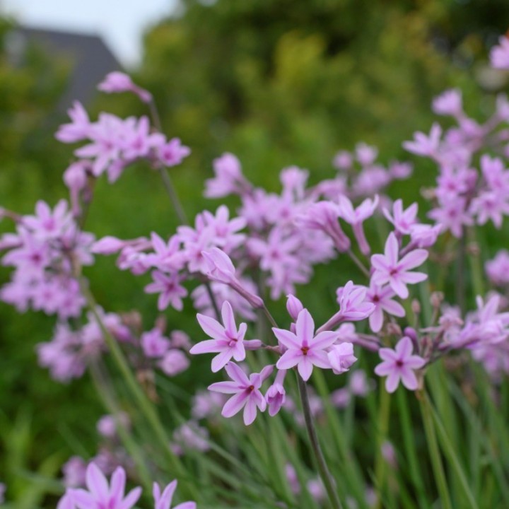 Tulbaghia violacea – Fokföldi csillagvirág