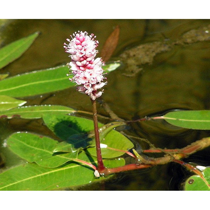Polygonum amphibium-Vidrakeserűfű
