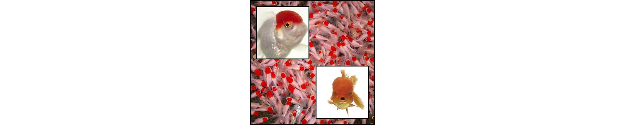 Oranda osztottfarkú aranyhalak