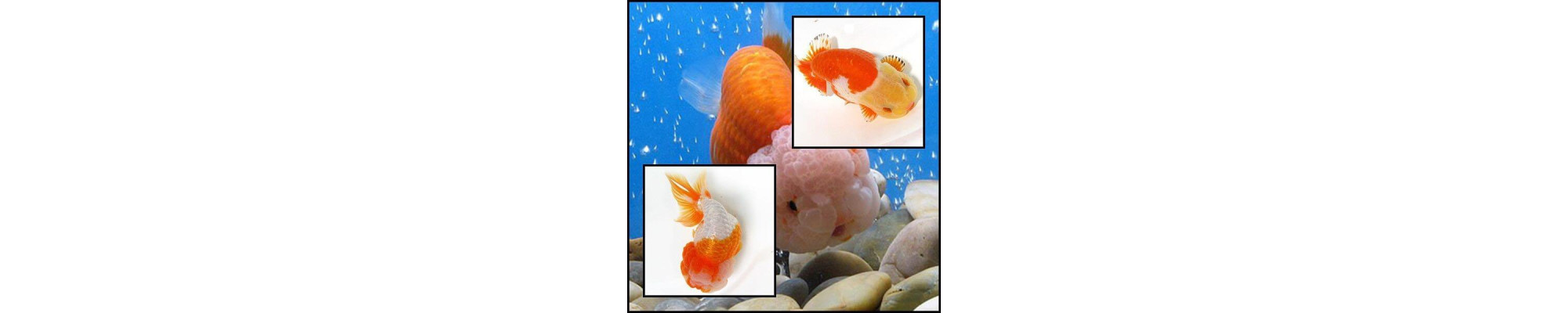 Ranchu osztottfarkú aranyhal kedvező áron