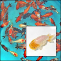 Tiger-head osztottfarkú aranyhal mix kerti tóba akváriumba 