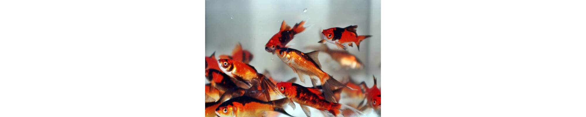 Piros-Fekete Aranyhal