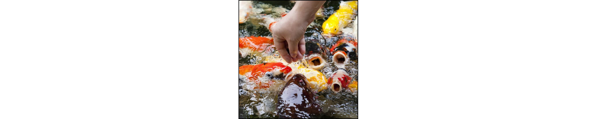 Legjobban kedvelt tavi haltápok