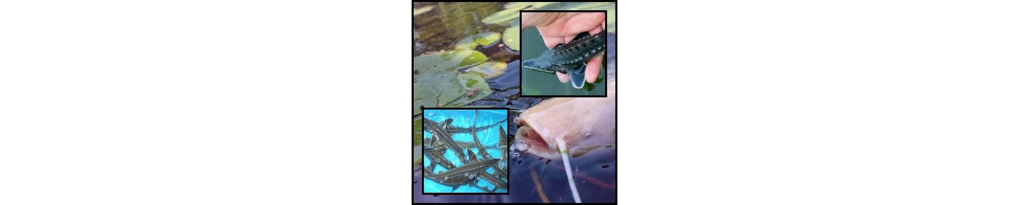 Tokhalak, kecsegék, fenékjáró halak kerti tóba