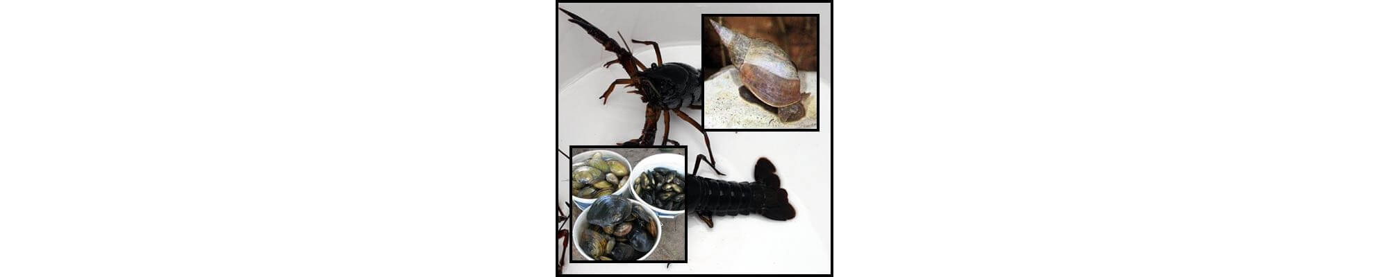 Kagylók, csigák, rákok kerti tóba