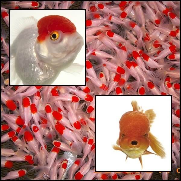 Oranda osztottfarkú aranyhalak