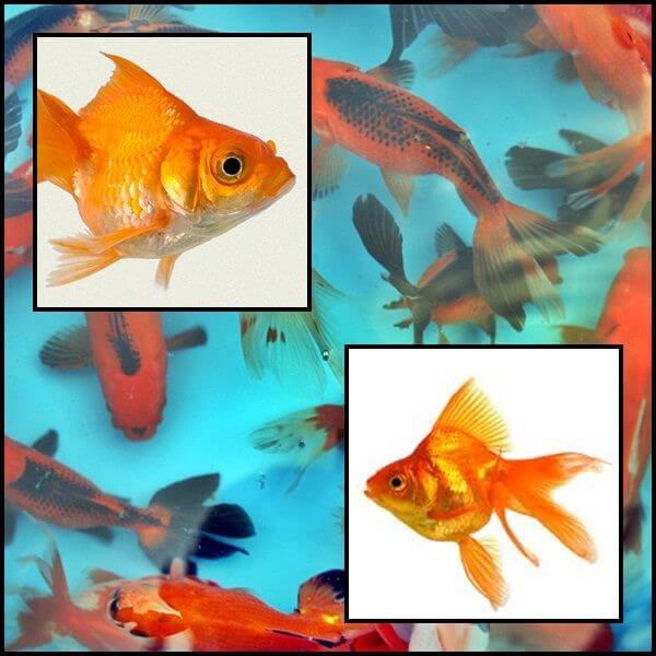 Ryukin piros osztottfarkú aranyhal