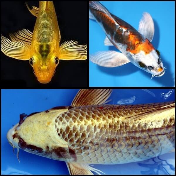 Koi Butterfly (pillangó fátyolos koi)