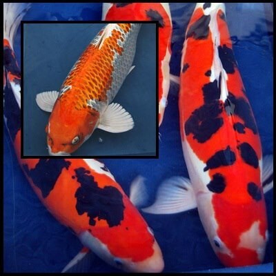 Holland Handpick koi