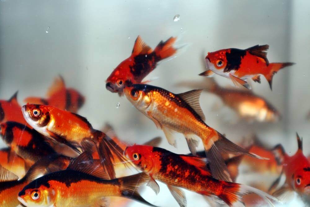 Piros-Fekete Aranyhal