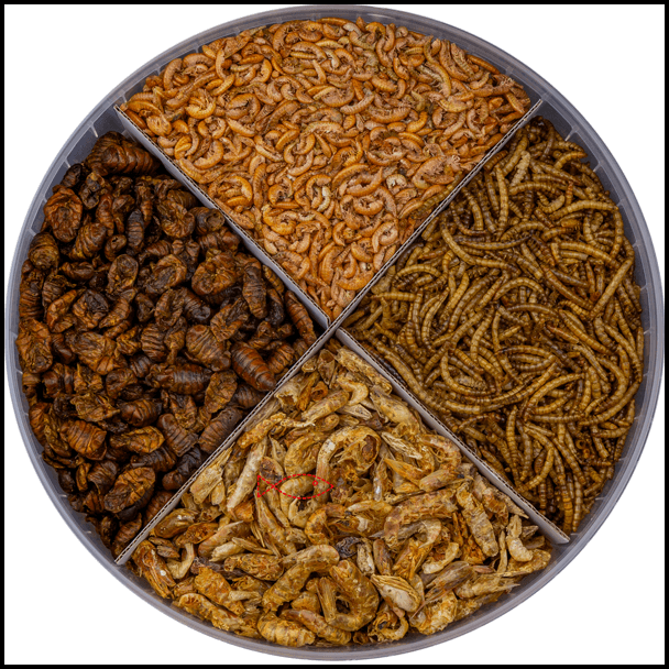 Koi csemegék lárvák garnélák