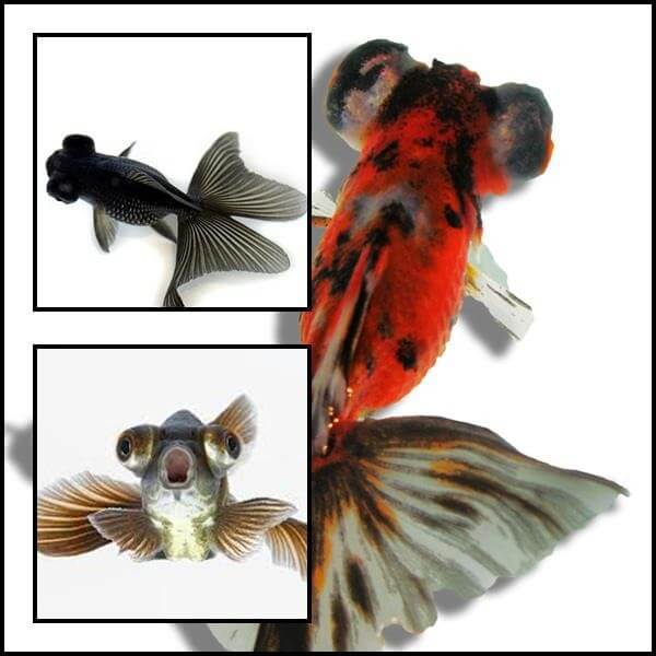 Teleszkópszemű aranyhalak