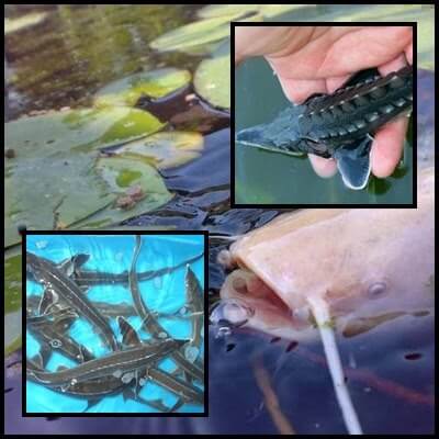 Tokhalak, kecsegék, fenékjáró halak kerti tóba